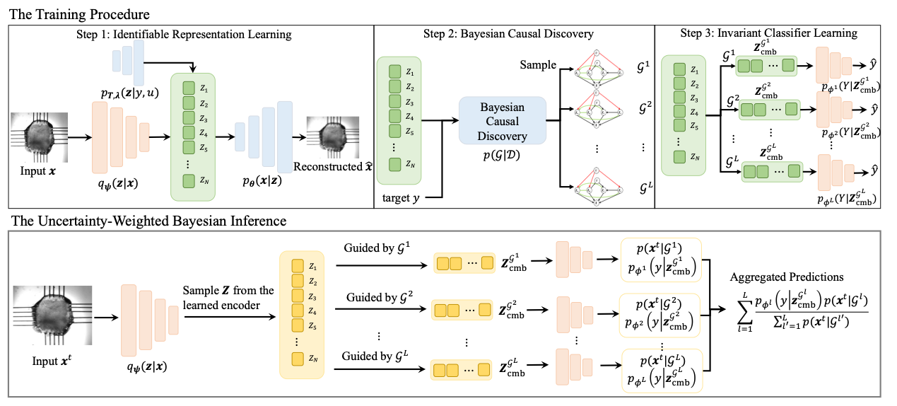 CGU-Bayes: Causal Graph Uncertainty-Guided Bayesian Inference for Domain Generalization